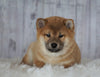 AKC Registered Shiba Inu For Sale Millersburg, OH Female- Brittany