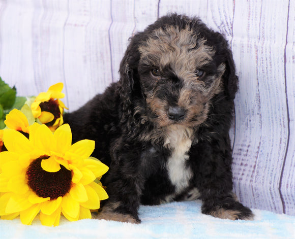 F1B Mini Sheepadoodle For Sale Applecreek, OH Male- Cody