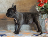 ICA Registered Frenchton For Sale Mansfield, OH Male - Peanut