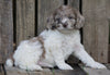 Cockapoo For Sale Wooster, OH Female- Pearl