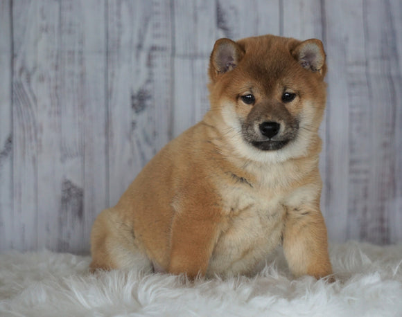 AKC Registered Shiba Inu For Sale Millersburg, OH Female- Brittany