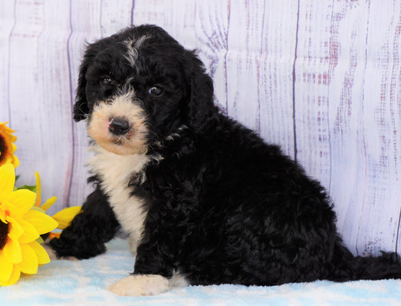 F1B Mini Sheepadoodle For Sale Applecreek, OH Male- Chase