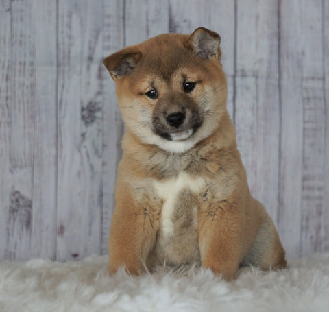 AKC Registered Shiba Inu For Sale Millersburg, OH Male- Simon