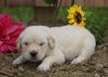 AKC Registered Golden Retriever For Sale Applecreek, OH Male- Conner