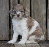 Cockapoo For Sale Wooster, OH Female- Pearl