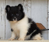 ACA Registered Pomeranian For Sale Millersburg, OH Female- Angel