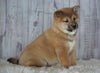 AKC Registered Shiba Inu For Sale Millersburg, OH Male- Simon