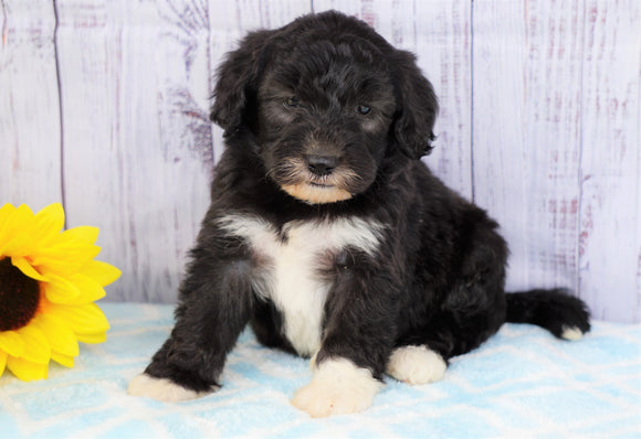 F1B Mini Sheepadoodle For Sale Applecreek, OH Female- Pearl