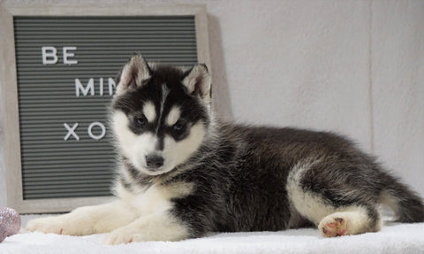 Siberian Husky For Sale Holmesville, OH Male - Koda
