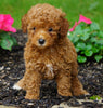 ICA Registered Toy Poodle For Sale Millersburg, OH Female- Peanut