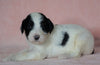 Sheepadoodle (Standard) For Sale Baltic, OH Male Milo