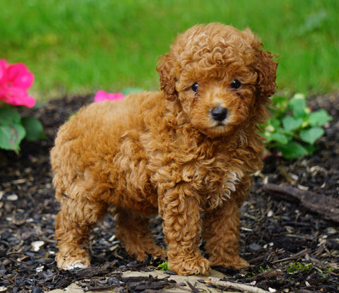 ICA Registered Toy Poodle For Sale Millersburg, OH Female- Peanut