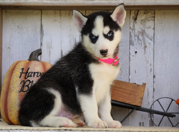 AKC Registered Siberian Husky For Sale Millersburg, OH Female- Pearl