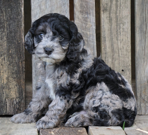 Cockapoo For Sale Wooster, OH Male- Prince