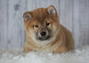 AKC Registered Shiba Inu For Sale Millersburg, OH Male- Theodore