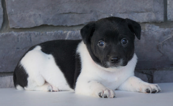 Jack Russel Mix For Sale Millersburg, OH Female- Casey