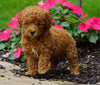 ICA Registered Toy Poodle For Sale Millersburg, OH Female- Peanut