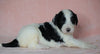 Sheepadoodle (Standard) For Sale Baltic, OH Male Milo