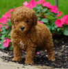 ICA Registered Toy Poodle For Sale Millersburg, OH Female- Peanut