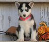 AKC Registered Siberian Husky For Sale Millersburg, OH Female- Pearl