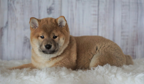 AKC Registered Shiba Inu For Sale Millersburg, OH Male- Theodore
