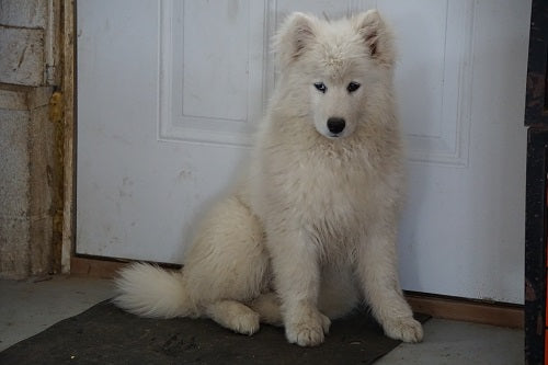 AKC Registered Samoyed For Sale Danville Ohio