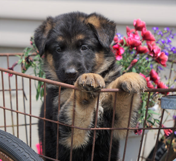 AKC Registered German Shepherd For Sale Fredericksburg, OH Male- Ace