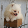ACA Registered Pomeranian For Sale Millersburg, OH Male- Teddy