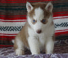 Siberian Husky For Sale Fredericksburg, OH Male- Kyle