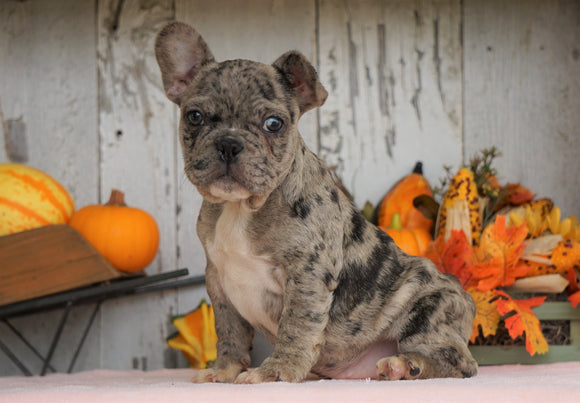 AKC Registered French Bulldog For Sale Millersburg, OH Male- Buddy
