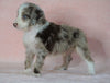 Aussiedoodle For Sale Baltic, OH Male- Sawyer