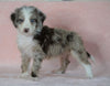 Aussiedoodle For Sale Baltic, OH Male- Sawyer