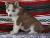 Siberian Husky For Sale Fredericksburg, OH Male- Kyle