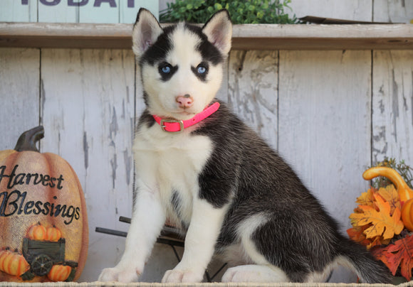 AKC Registered Siberian Husky For Sale Millersburg, OH Female- Ginger