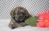 Poodle Mix Puppy For Sale Fredericksburg, OH Female- Zoey