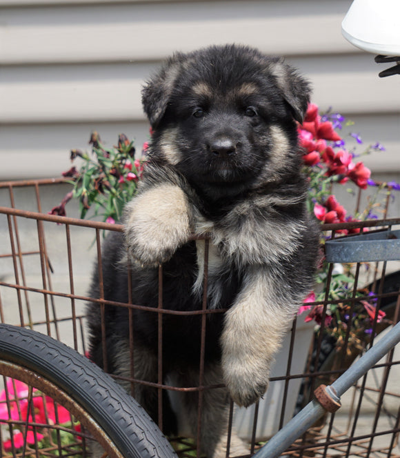 AKC Registered German Shepherd For Sale Fredericksburg, OH Male- Gunner