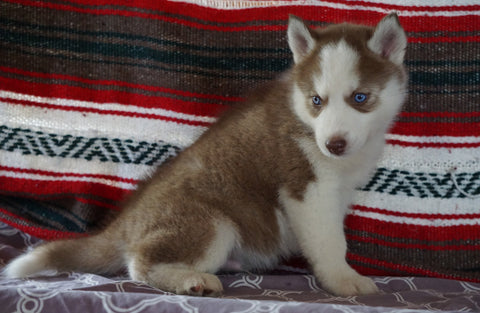 Siberian Husky For Sale Fredericksburg, OH Male- Kyle