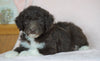 Aussiedoodle For Sale Baltic, OH Male- Brody