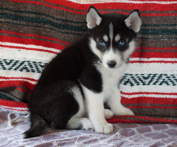 Siberian Husky For Sale Fredericksburg, OH Female- Kaylene