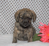 Poodle Mix Puppy For Sale Fredericksburg, OH Female- Zoey