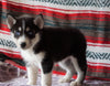 Siberian Husky For Sale Fredericksburg, OH Female- Kaylene