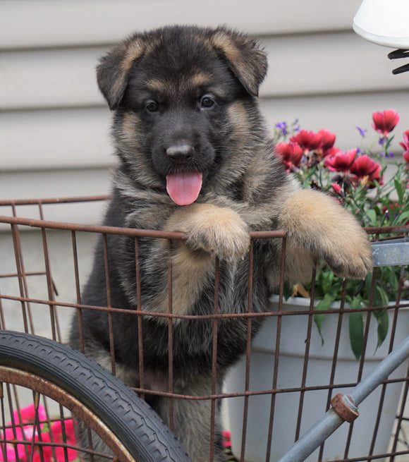 AKC Registered German Shepherd For Sale Fredericksburg, OH Male- Dakota