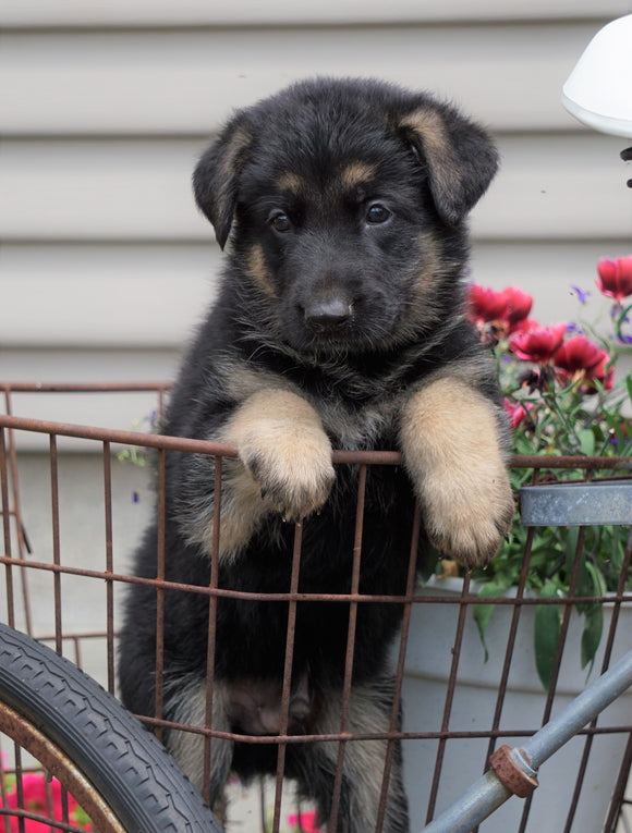 AKC Registered German Shepherd For Sale Fredericksburg, OH Male- Diesel