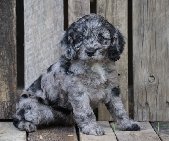 Cockapoo For Sale Wooster, OH Female- Princess