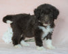 Aussiedoodle For Sale Baltic, OH Male- Brody