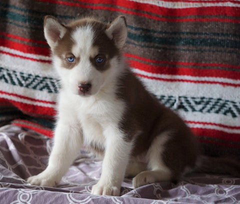 Siberian Husky For Sale Fredericksburg, OH Female- Kayla