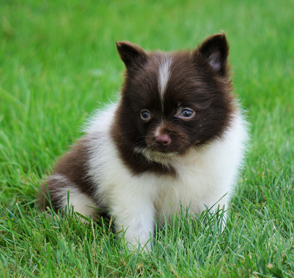 ACA Registered Pomeranian For Sale Millersburg, OH Female- Lily
