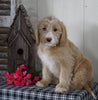 Mini F1B Labradoodle For Sale Millersburg, OH Male- Danny