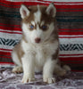 Siberian Husky For Sale Fredericksburg, OH Male- Kendrick