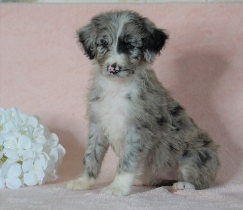 Aussiedoodle For Sale Baltic, OH Female- Tiffany